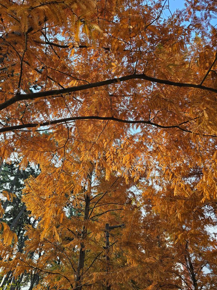 주말 동안 나무가 머리를 모두 주황색으로 물들였다
