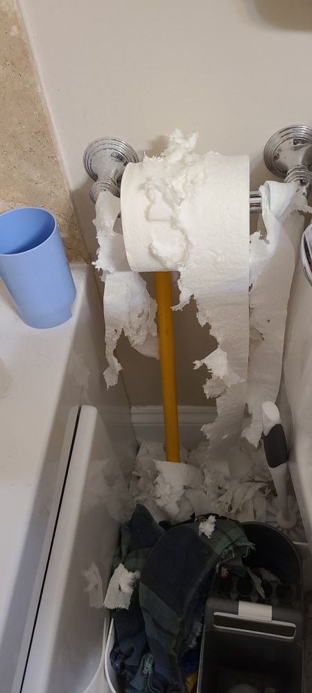 A roll of toilet paper, still hanging, but just absolutely shredded by a cat. There are toilet paper shreds on the floor below as well. 