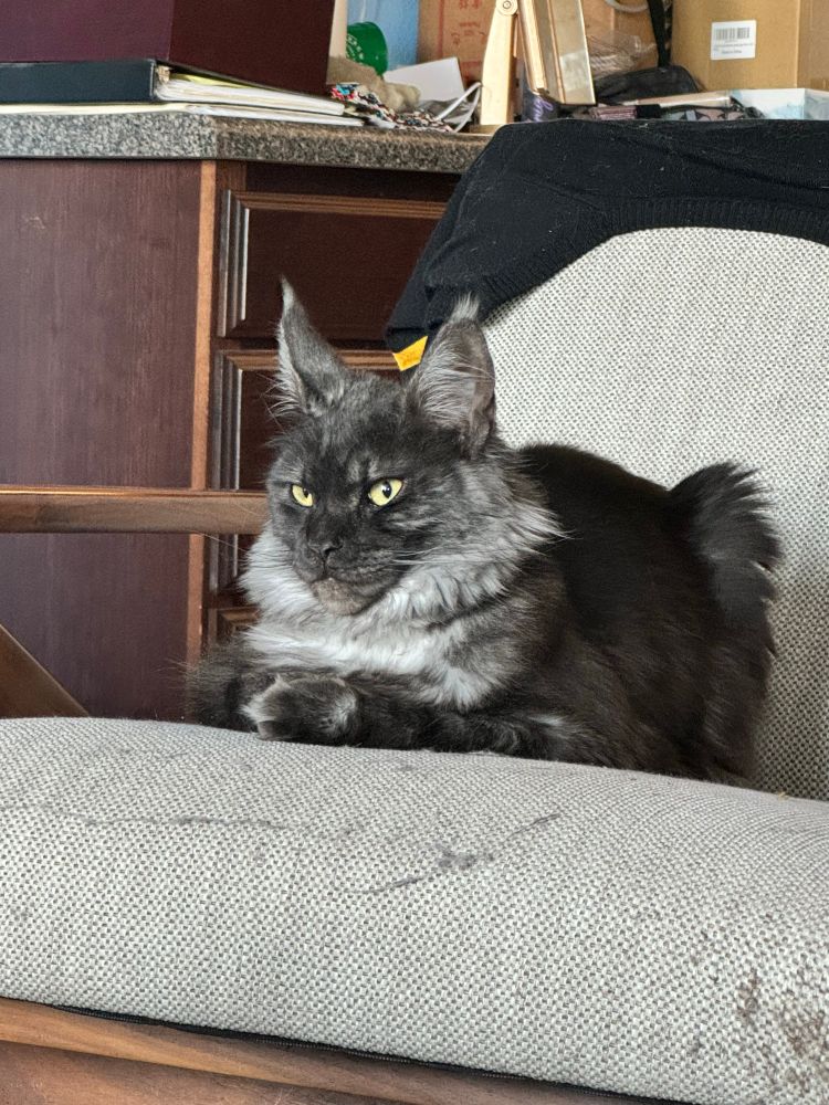 A smoked gray Maine Coon cat, in loaf position, with a fiercely disapproving expression. 