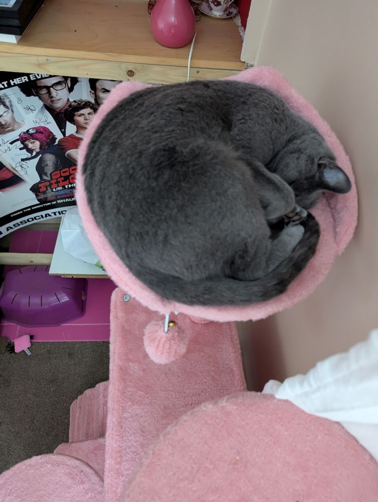 Pink cat tree basket with Mari the grey cat curled up perfectly inside