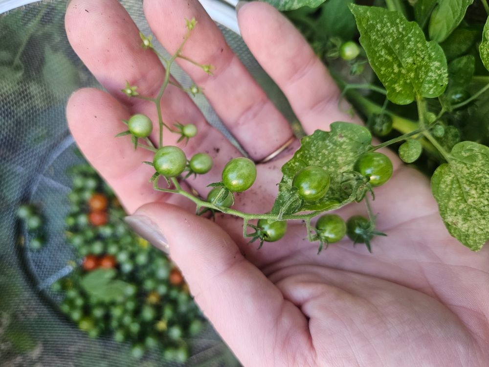 Spoon tomatoes on the vine