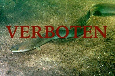 Eel with red text "VERBOTEN"