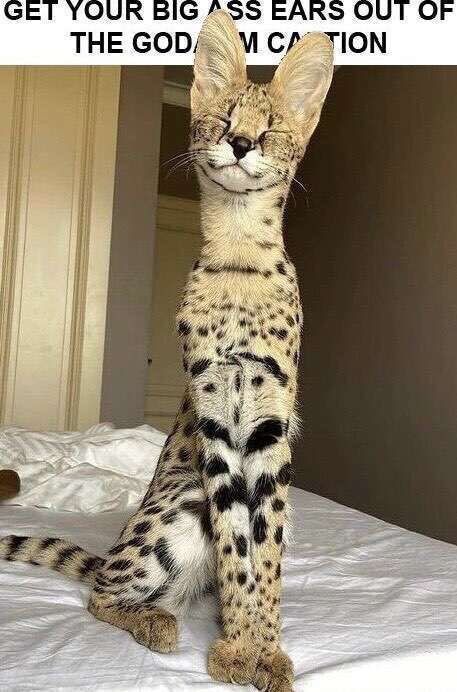 A serval with its ears blocking the caption saying: “GET YOUR BIG ASS EARS OUT OF THE GOD DAM CAPTION”