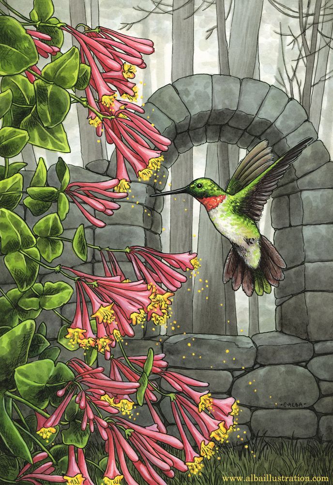 Ink, watercolor, and acryla gouache illustration of a hummingbird flying and feeding from honeysuckle plants, with gray ruins and trees in the background.