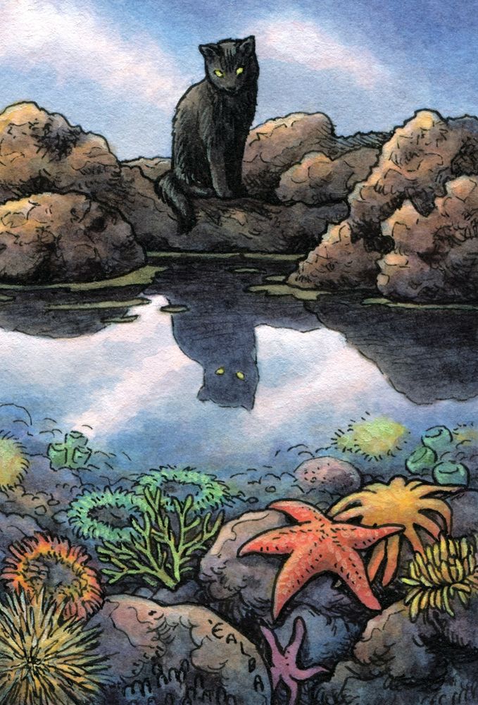 Illustration of a black cat sitting on rocks peering down into a tidepool filled with sea anemone, starfish, and coral. The car is reflected in the water as well.
