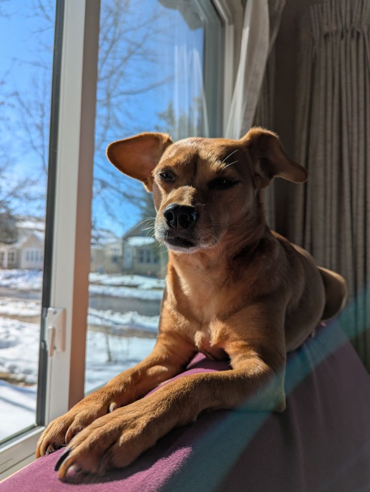 Red, short furred Basenji dog, lying on the back of a couch, in front of a window. Blue sky and snow outside.