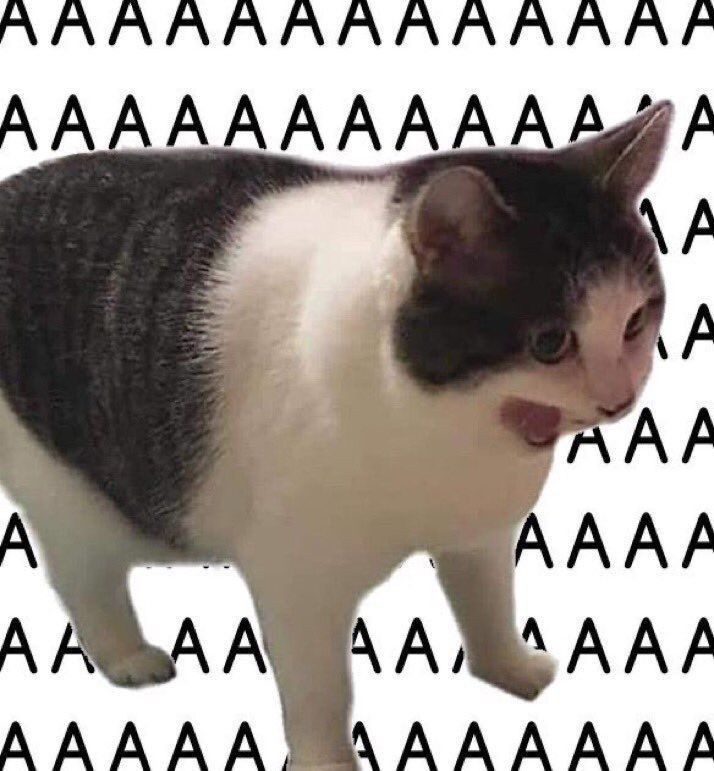 A photos of a screaming cat with the letter “A” around it like it is screaming “AAAAAAAAAAAAAA” 