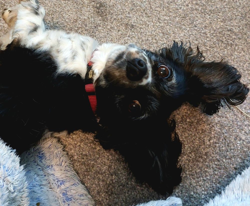 The face of a black and white dog looking into the camera.