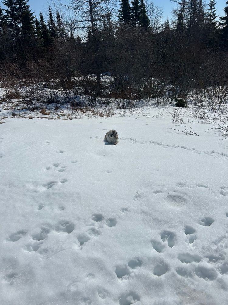 A Malshi pup laid down in the middle of a snowy yard with light tree cover and blue sky as a backdrop 