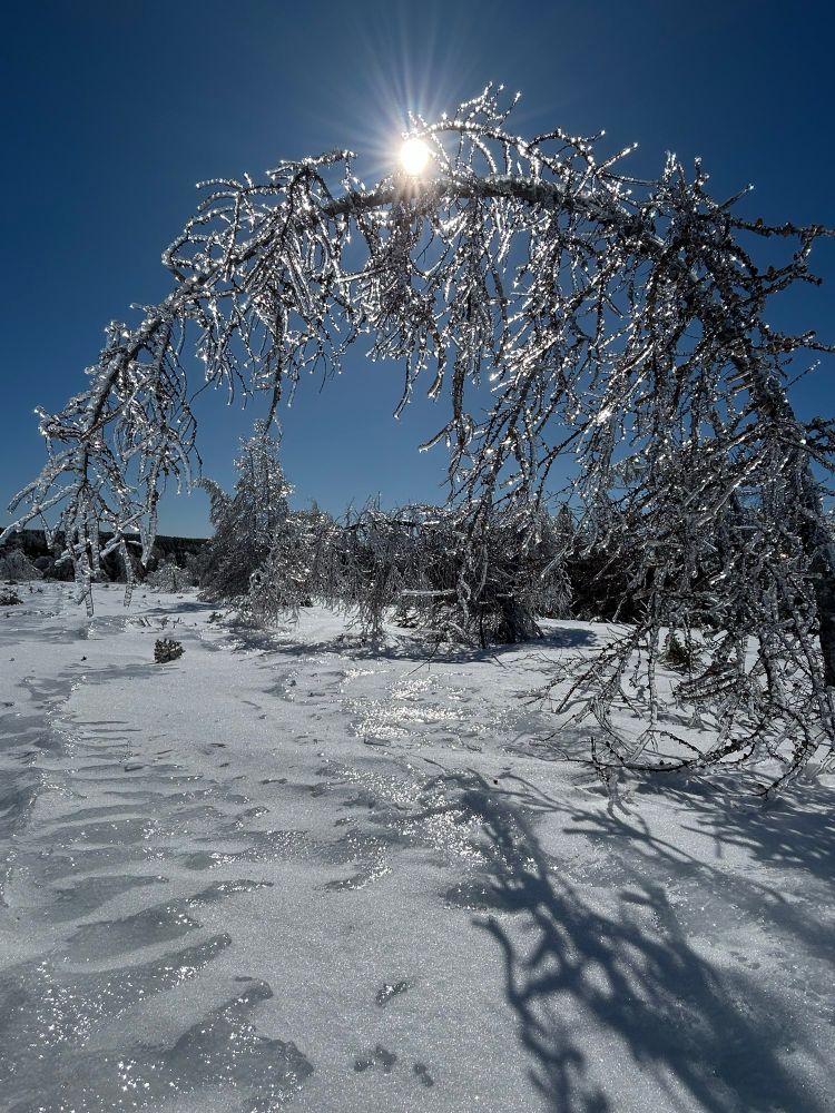 An eastern larch tree encased in clear ice bent over with the top nearly down to the snow.