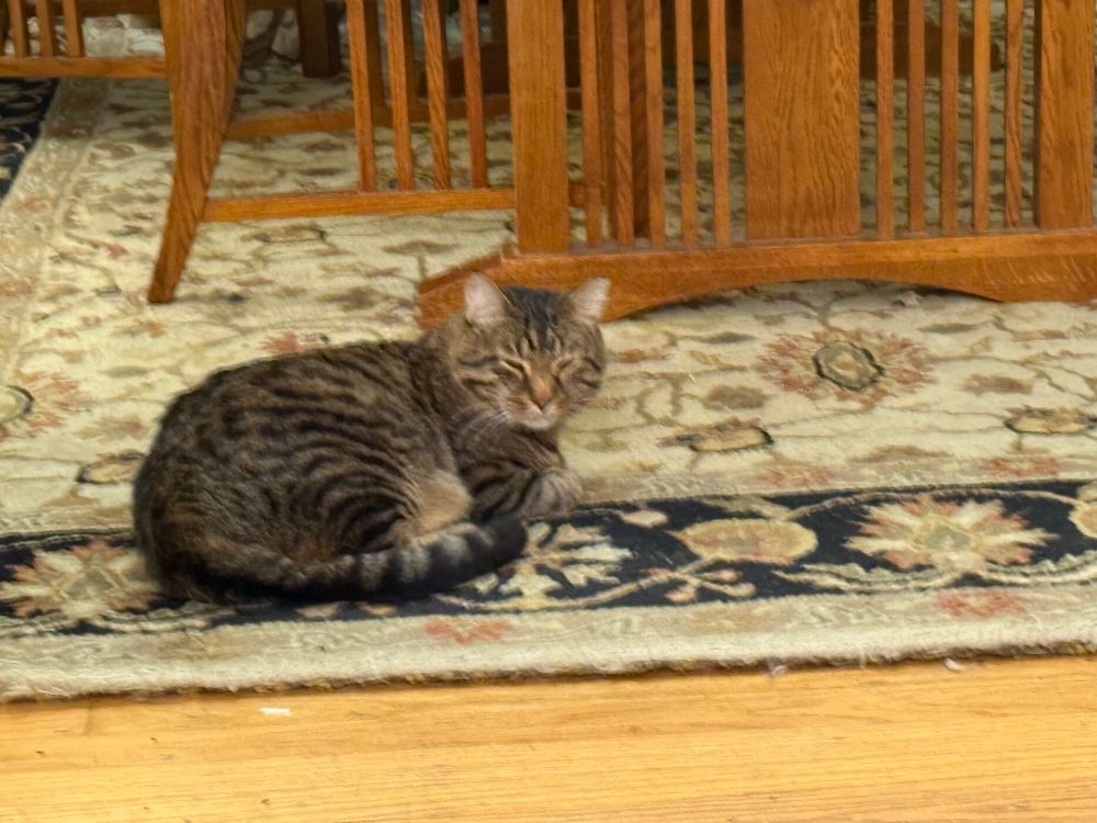 A stripped house cat is sitting with his tail wrapped comfortably across this side. His eyes are mostly closed.