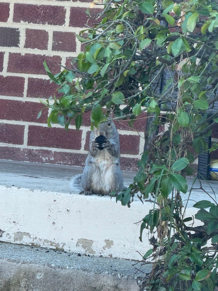 A squirrel standing up. It is eating a large dark chestnut.