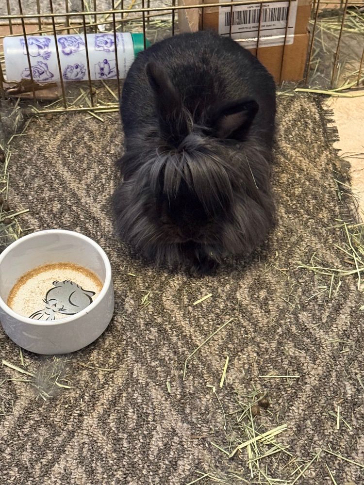 A house rabbit named Curry. He is a lion-head bunny which means it looks like he has bangs in front of his face and he has long fur around his head.