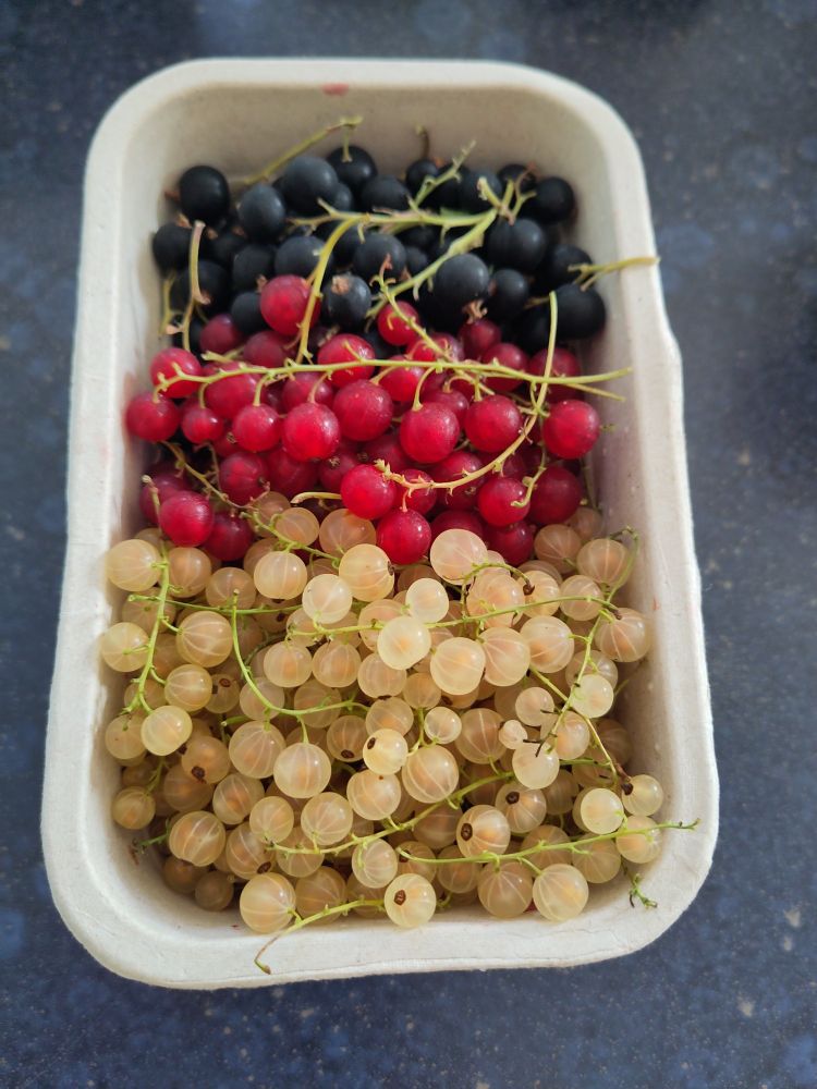 Eine Schale mit schwarzen, roten und weißen (gelben) Johannisbeeren, sauber getrennt nach den Farben der deutschen Fahne.