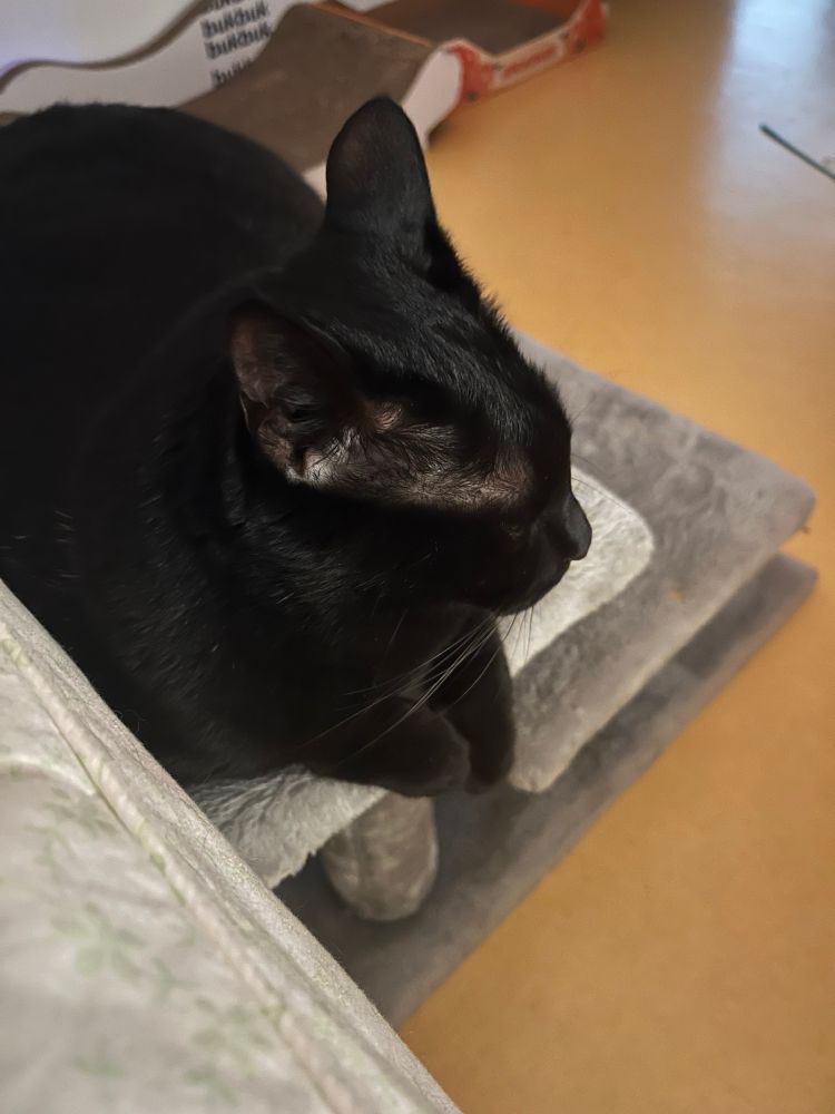 계단 맨 끝에 엎드려 졸고있는 범이