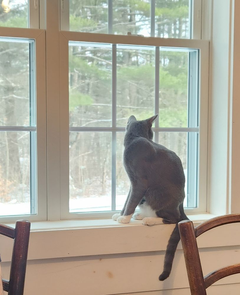 What animal is that? 🦌🤔