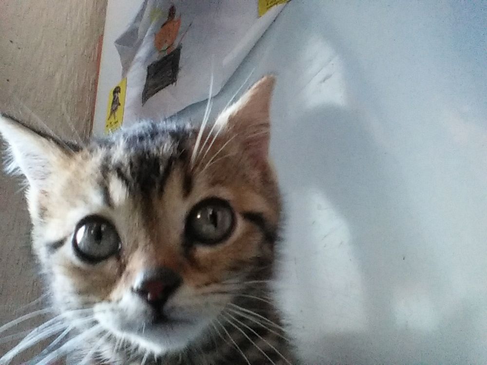 Tiny tabby kitten who will grow up to be a fine handsome (if chubby) cat, and provide a character reference for his human.