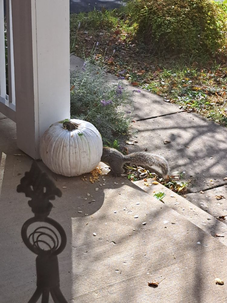 A Halloween pumpkin.  Painted white.  A squirrel dives inside a hole it has created, only the tail end sticking out.
