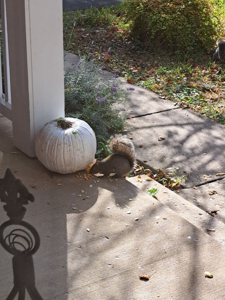 A Halloween pumpkin.  Painted white.  A squirrel sits next to it, eating pumpkin guts.