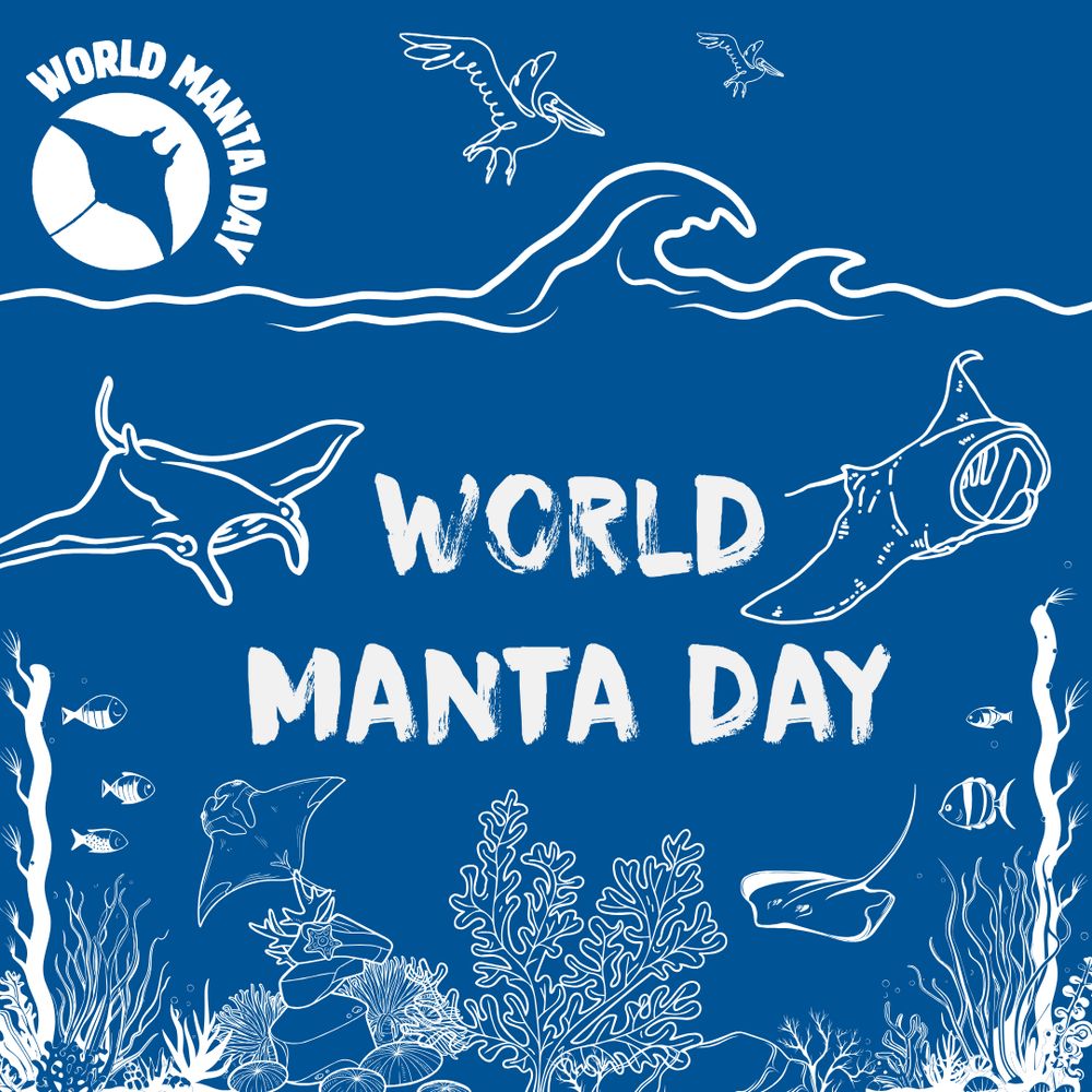 World Manta Day social tile depicting four mantas and the logo of World Manta Day and the date of this international day.
