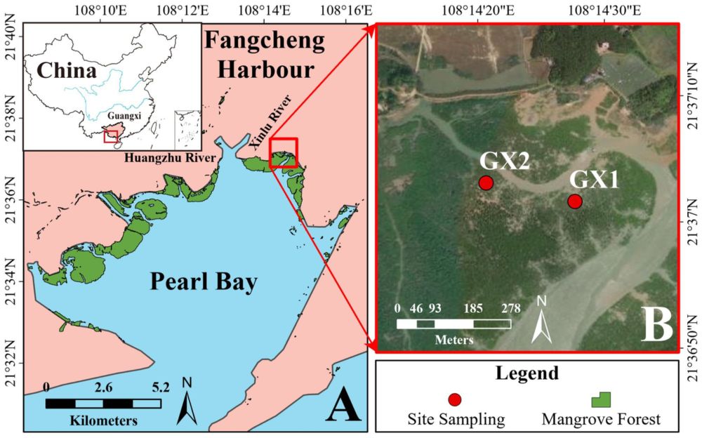 Frontiers | Factors influencing mangrove carbon storage and its response to environmental stress