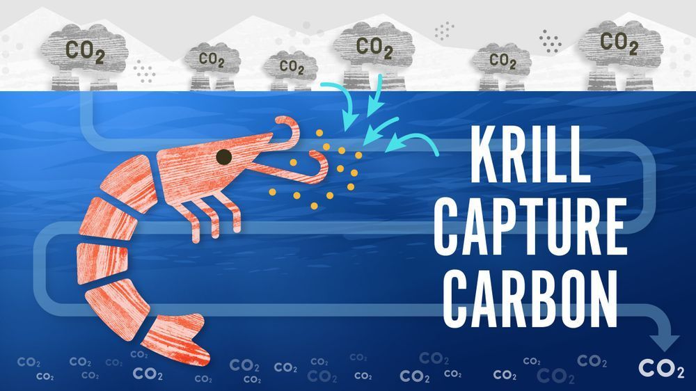 Graphic showing Antarctic krill and its role in the climate crisis.