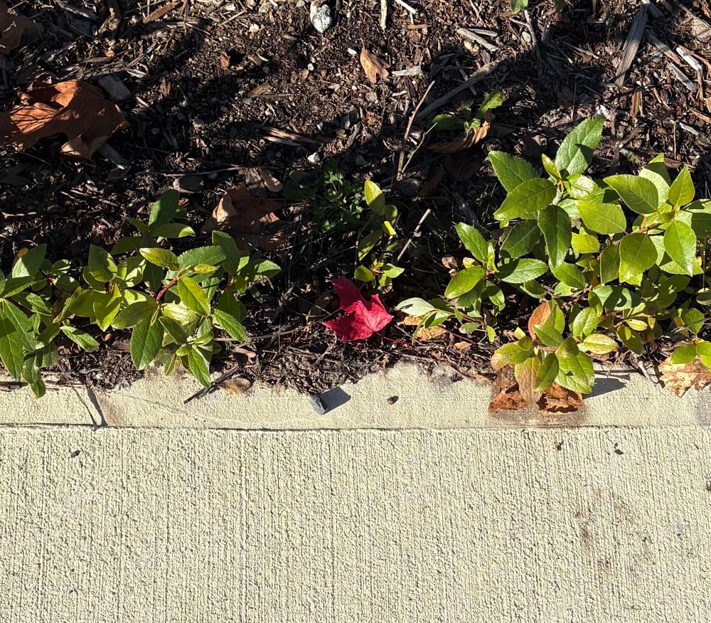 At the bottom half of the picture is grey cement of a side wall, the upper half is dirt with green shrubbery, in the middle is a vibrant red leaf of fall 