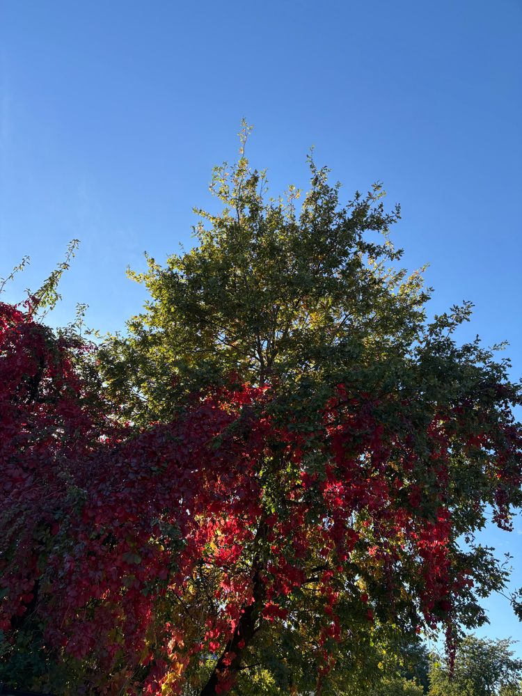 Two trees, one red one green intermixing with each other and leaning on eachother making a combination of green and red beneath a blue sunny sky. The sun peeks through the leaves making them more saturated. 