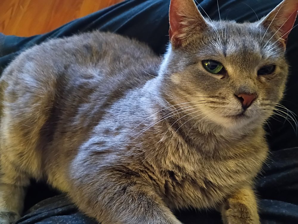 My kitty Quess, laying on a lap and looking vaguely in the direction of the camera 