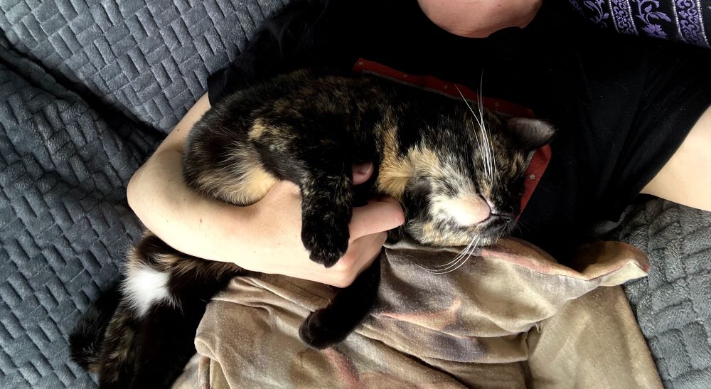A tortoiseshell cat, mostly black on her back and orange and white on her belly, lays upside down on a white person who is laying on a couch with their arm around the cat.

The cat is blissfully asleep and looks very happy.