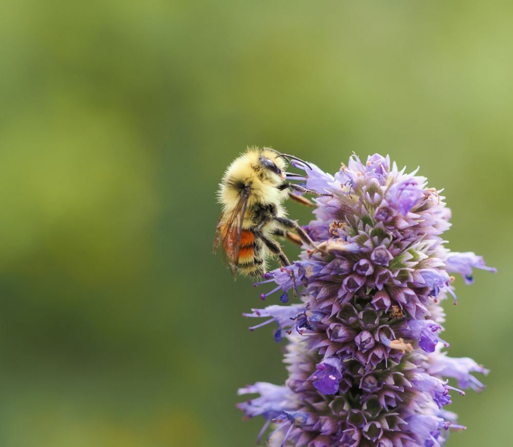 A yellow and orange bee visiting a purple flower against a green background. 