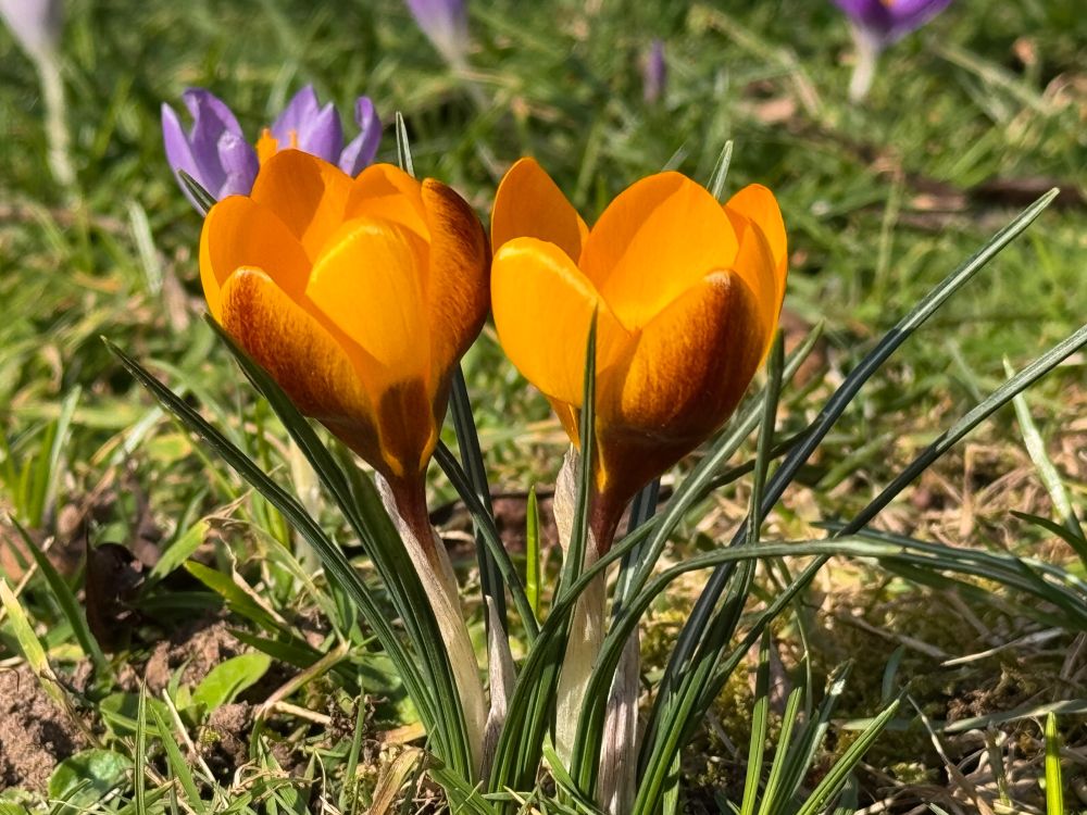 Crocuses