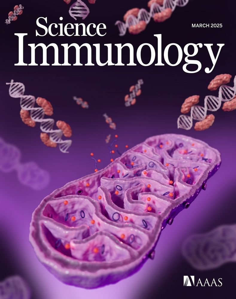  This month’s cover features a keratinocyte mitochondrion damaged by UVB radiation, which then releases reactive oxygen species (red spheres) and Z-DNA complexed with ZBP1 into the cytoplasm. Image credit: A. Fisher/Science Immunology