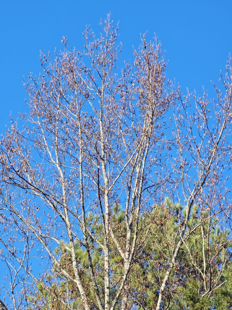 Dried buds in the top of a tulip poplar tree that has shed its leaves for winter. 