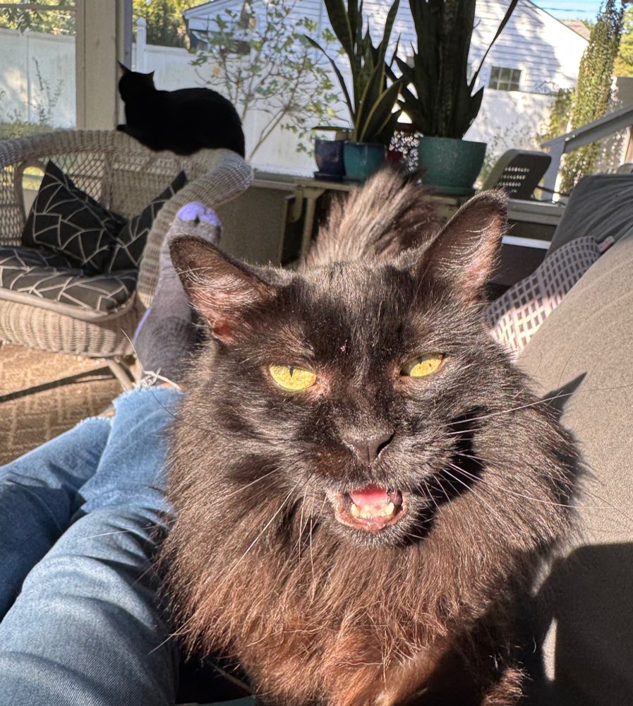 Long haired black cat in a sunlight patch with her mouth open and you can almost hear her saying “cheese”