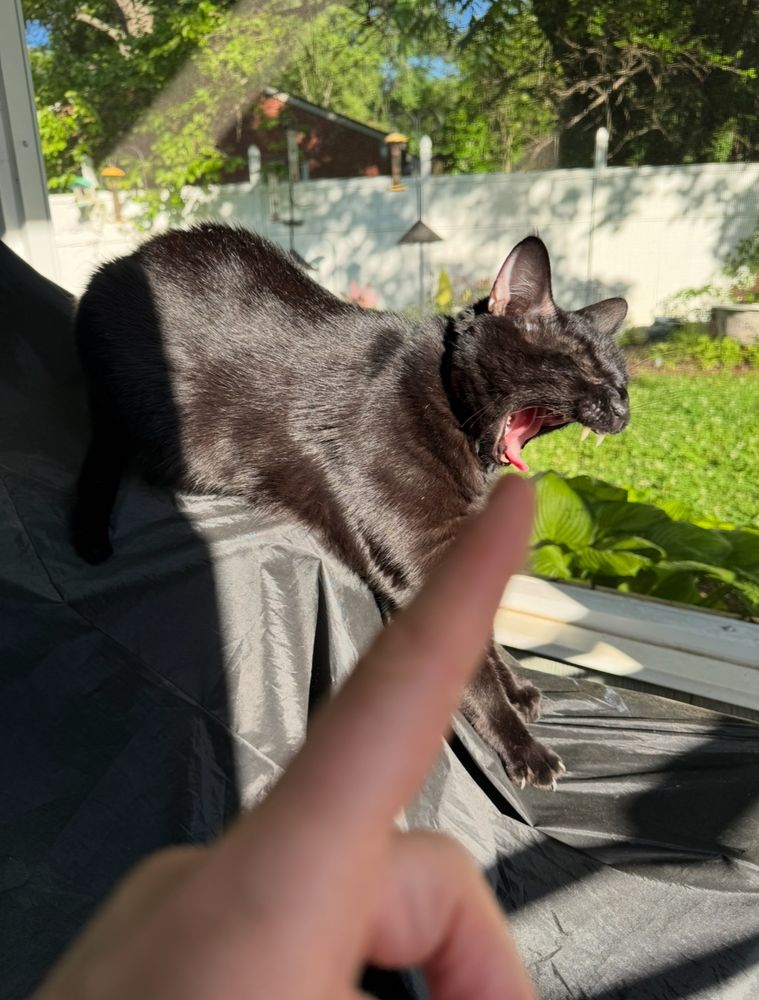 Yawning black cat with human finger in the forefront, reaching out for a nose boop that looks more like a tongue boop because of the yawn.