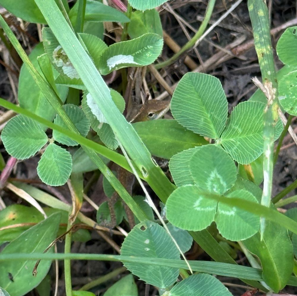 Tiny green lizard hiding in green clover that looks giant in comparison to his size