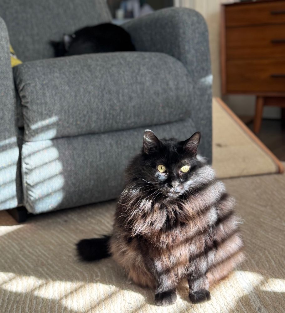 Fluffy black cat sitting on rug in foreground with light striped across her from windows blinds while another black cat sleeps in the recliner behind her