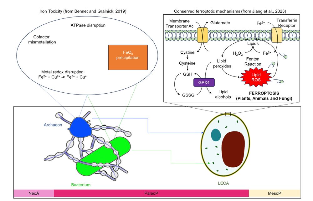 iron toxicity model