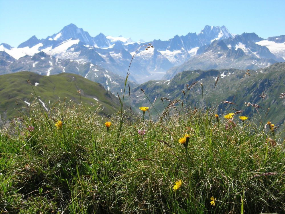 Antworten der Wissenschaft auf häufige Fragen zur Biodiversität