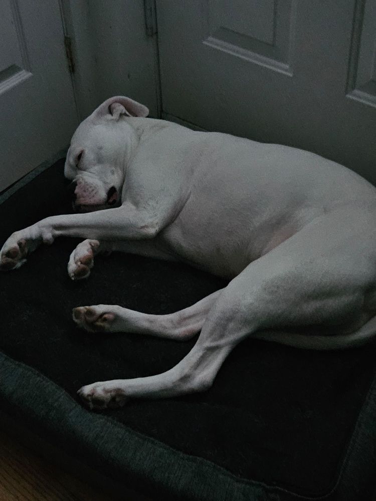 White Boxer dog sleeping on a dog bed