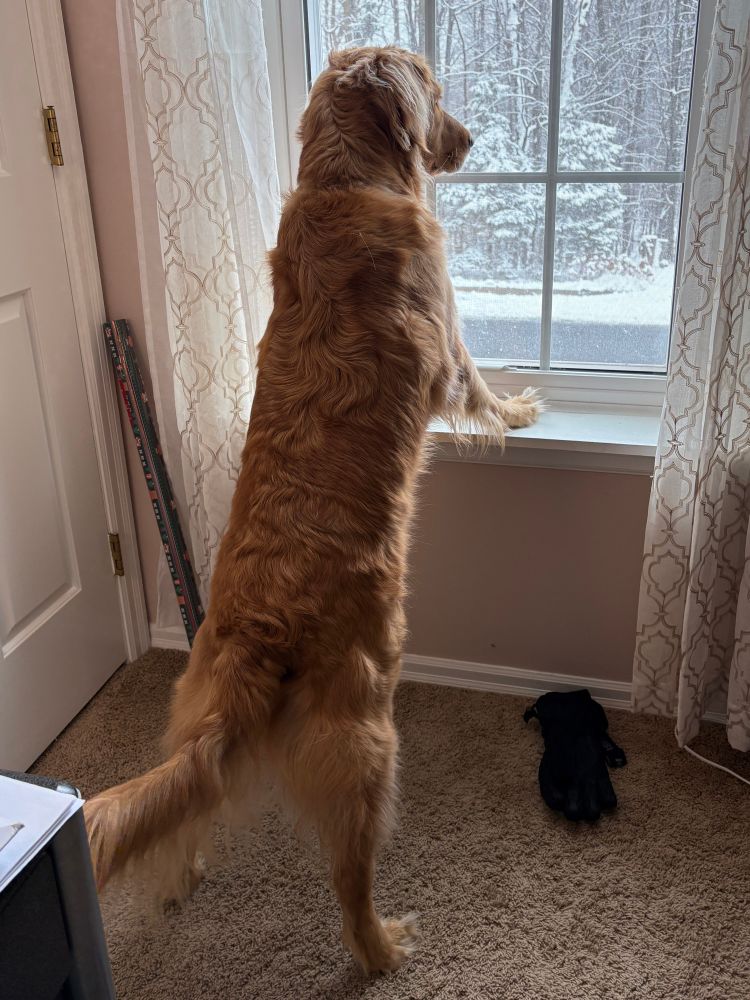 A golden retriever stands on hind legs with his paws on the windowsill looking alert outside at a snowy street. On the floor next to him is a glove he stole earlier. 