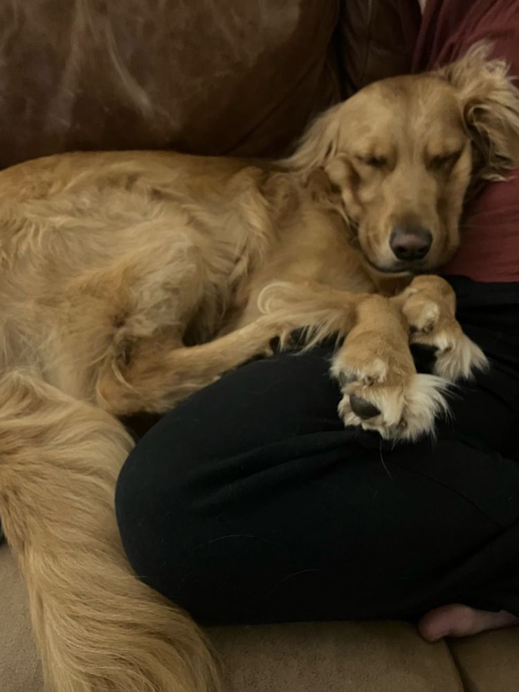 A sleeping golden retriever with furry grinch feet curled up against a person’s lap. 