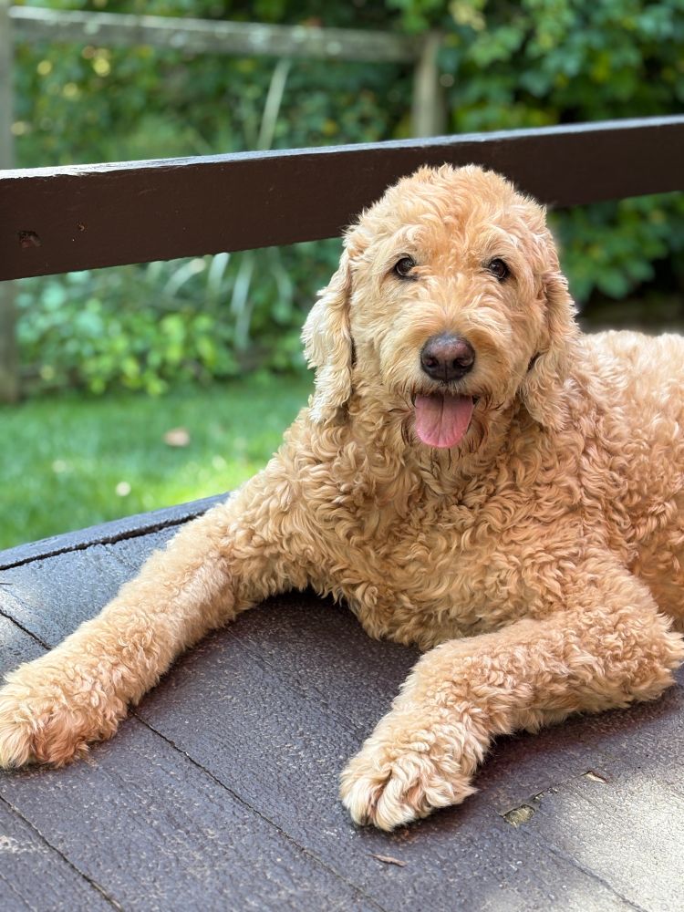 A light gold curly-furred doodle relaxes on a wooden deck in dappled sunlight. She looks at the camera, bright eyes, tongue out. 
