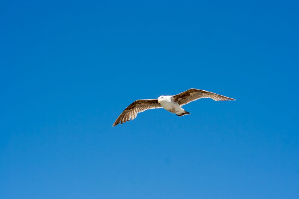 Ein großer Seevogel mit weißen und braunen Federn gleitet mit weit ausgebreiteten Flügeln durch den wolkenlosen, tiefblauen Himmel. Der Vogel befindet sich in der Bildmitte, die Flügel symmetrisch ausgebreitet, während der klare Hintergrund aus reinem Blau Tiefe und Ruhe vermittelt. Keine weiteren Objekte oder Strukturen sind im Bild sichtbar – der Fokus liegt vollständig auf dem Vogel im Flug.