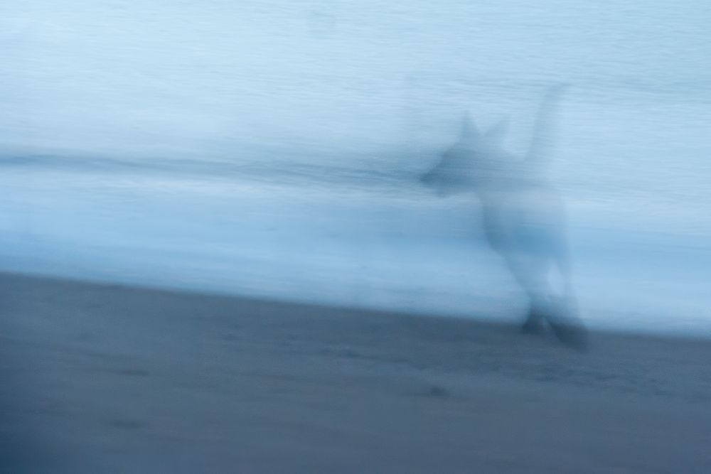 Das Bild zeigt eine unscharfe, fast geisterhafte Aufnahme einer Szene am Strand. Im Vordergrund ist dunkler Sand zu sehen, der nach hinten in eine helle Wasserfläche übergeht. Auf der rechten Bildseite erscheint die schemenhafte Gestalt eines Hundes, der durch die Bewegungsunschärfe transparent wirkt, als würde er zwischen den Ebenen verschwinden. Der Hund ist mit erhobenem Schwanz dargestellt, seine Konturen lösen sich in den bläulich-grauen Farbtönen des Hintergrunds auf. Die Gesamtstimmung vermittelt etwas Traumhaftes und Vergängliches, als würde ein Schatten oder Geist an der Küstenlinie entlanglaufen.