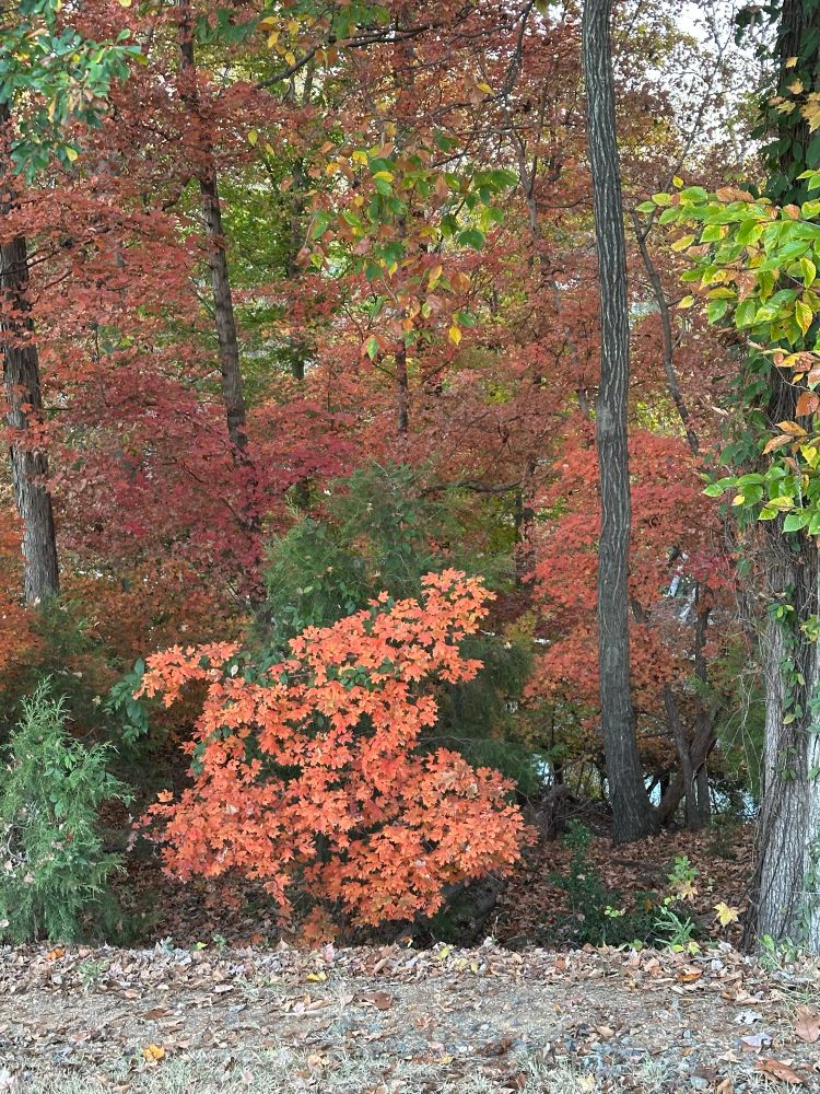 Autumn colors Charlotte NC