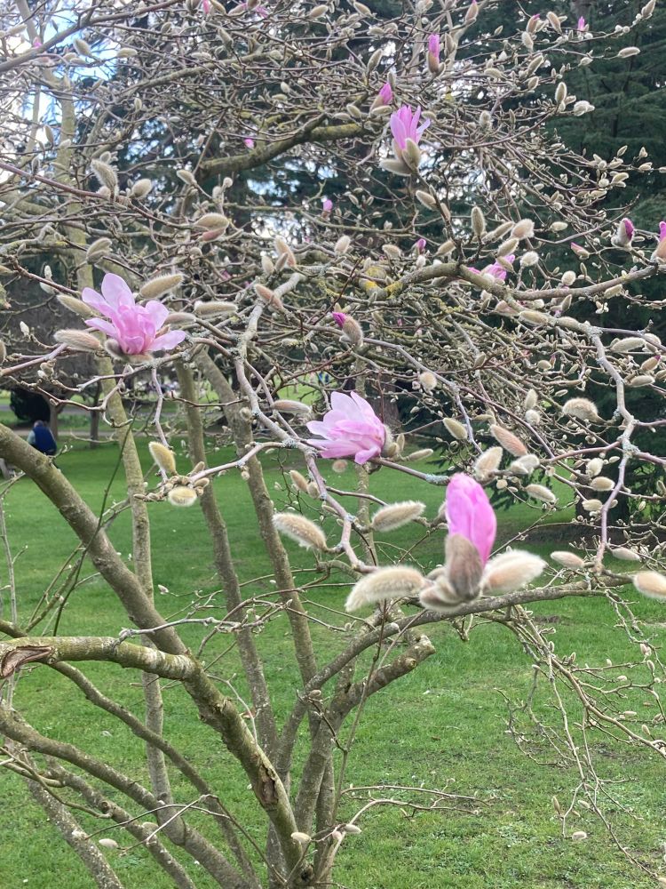Pink magnolia starting to flower