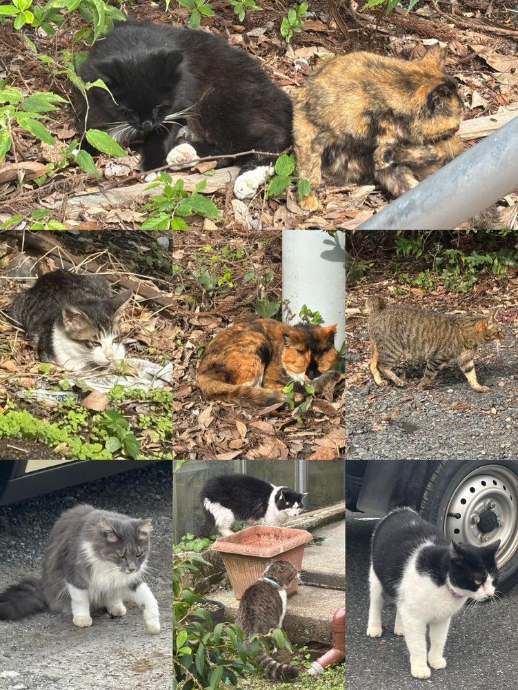 神社で会った猫たち