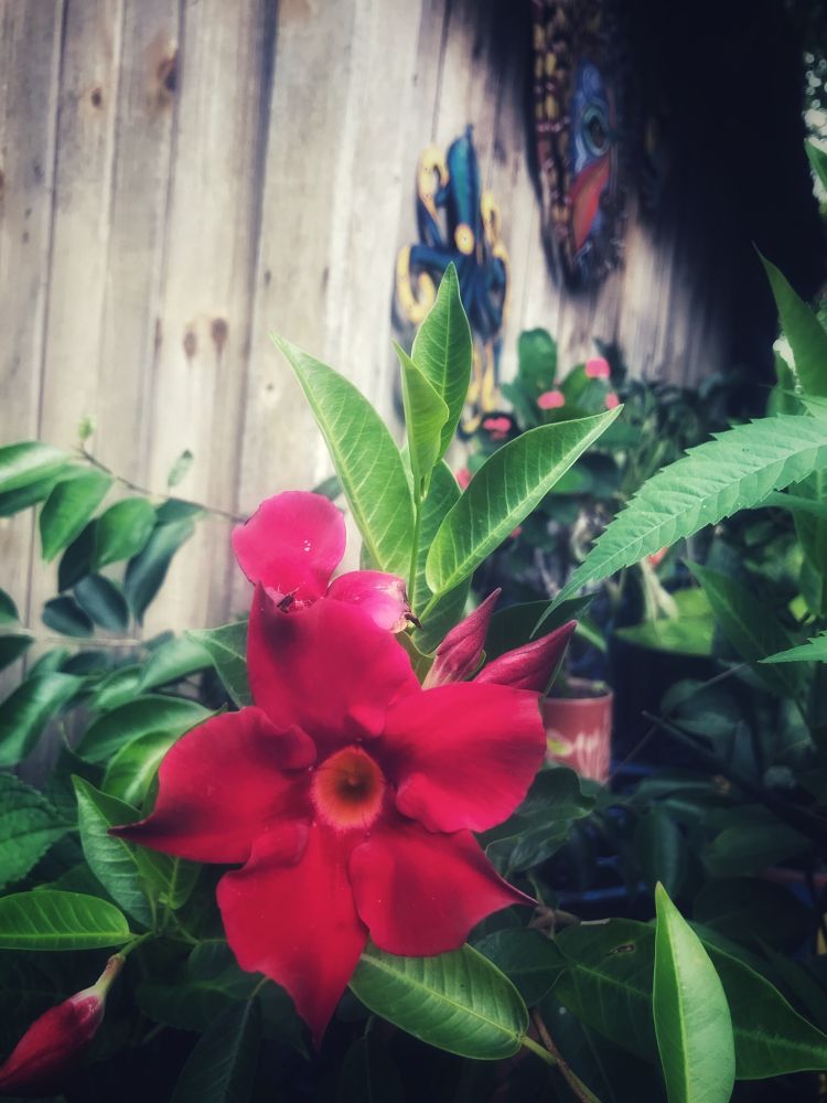 Garden flowers popping while visiting family.. (Marysville, OH)